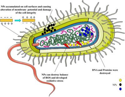 The use of nanoparticles in the treatment of infectious diseases and cancer, dental applications and tissue regeneration: a review